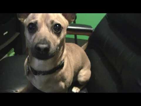 dominant chiweenie dog and his chair