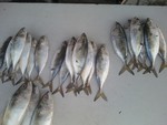 Fish -seafood at a market in Mumbai-India