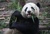 A giant panda eating bamboo