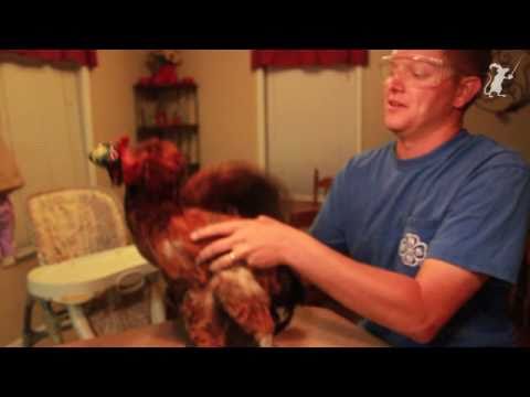 Chicken Powered Steadicam - Pennywhistle Productions