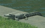 Alligator sunbathing