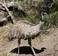 An Emu Walking, Victoria, Australia