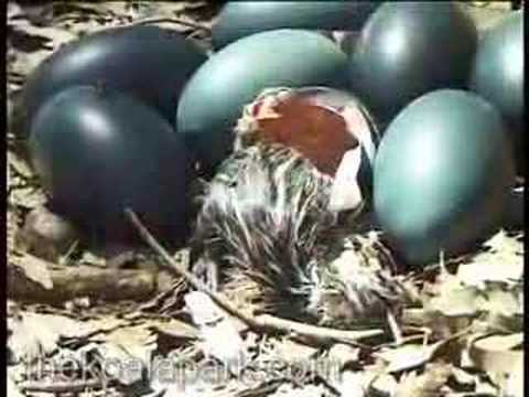 emu egg hatching in the bush