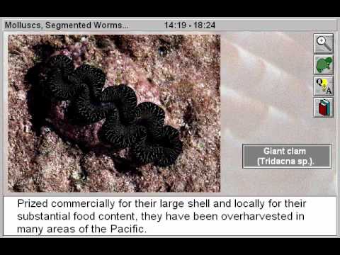 Animal Kingdom: Invertebrates: Molluscs, Segmented Worms, Minor Phyla Part 2