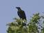 Brown-necked Raven