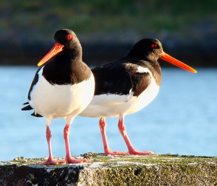 The Eurasian Oystercatcher Haematopus ostralegus, also known as the Common Pied Oystercatcher, or (in Europe) just Oystercatcher, is a wader in the oystercatcher bird family Haematopodidae. It is the most widespread of the oystercatchers, with three races breeding in western Europe, central Eurasia, Kamchatka, China, and Western coast of Korea. No other oystercatcher occurs within this area. This oystercatcher is the national bird of the Faroe Islands, where it is called tjaldur.