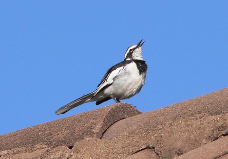 African Pied Wagtail