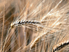 wheat