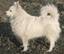 German Spitz