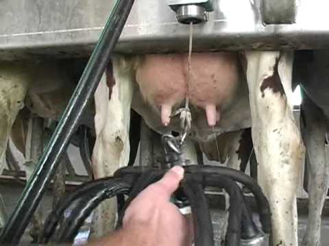 A day on an Indiana dairy farm...