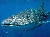 PN_75_IMG_whaleShark