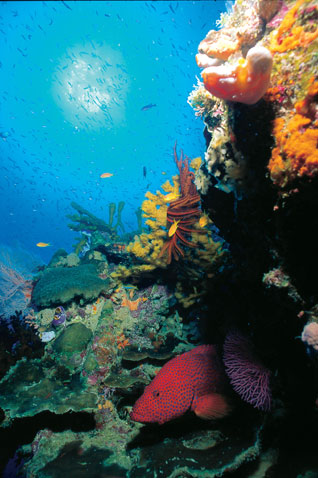 <b>Glorious colours:</b> The Great Barrier Reef is home to an estimated 1500 species of fish. The reef is made up of millions of coral polyps that create the brilliantly coloured shapes that grow about 150m below the surface. Image by Tourism Queensland