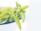 Basil eases arthritic pain