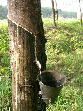 Natural rubber tree