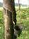 Natural rubber tree