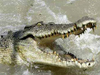 Crocodile