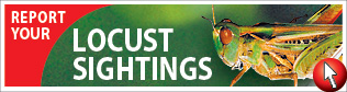 Report locust sightings and activity to us