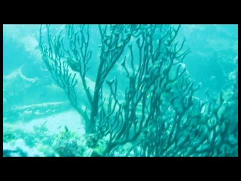 Hog Heaven Wreck Dive