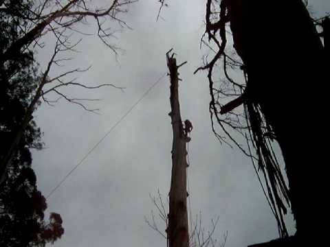 Big tree trunk falling down! Tree Removal and tree cutting by Ace Tree