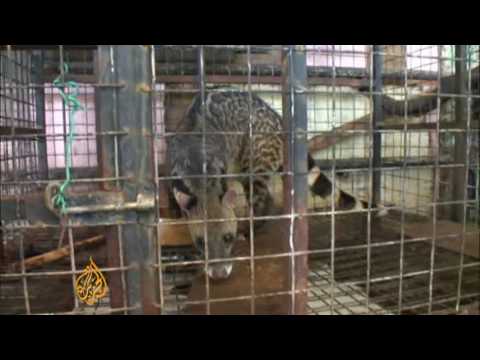 Wildlife for sale at Malaysia zoos