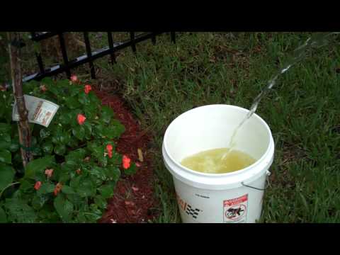 Organic fertilizer - URINE AS PLANT FOOD TO MAKE PLANTS BLOOM FREE FERTILIZER!!!