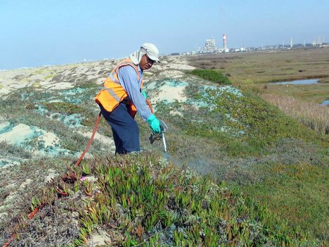 Celerino Pastrana, a contractor for the environmental division of the base's Public Works department, removes invasive, non-native species at the Point Mugu wetlands.