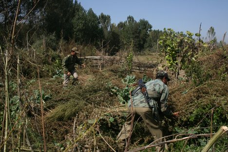 Indian policemen collect cannabis plants during a drive against cannabis production, in Awantipora, south of Srinagar October 18, 2009. Taking advantage of a fall in violence in the Himalayan state, Indian police have destroyed thousands of acres of poppy and cannabis fields across the strife-torn Kashmir valley during past few years, officials said.