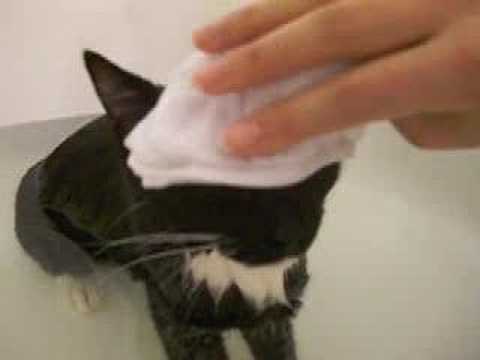 Cat taking Japanese style bath ( towel on head )