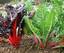 Two Bright Lights Swiss chard plants are shown in this undated photo. No need to sacrifice the show when harvesting chard, because if you cut just the plants´ outer leaves, the inner ones remain to grow and show. (AP Photo/Lee Reich) aaeh