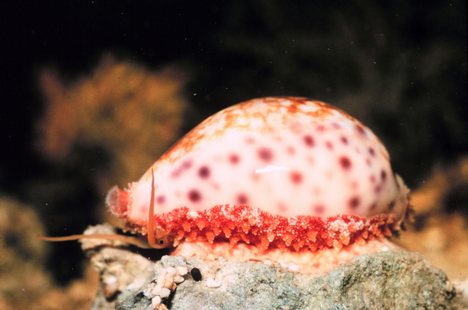 About 80% of all known mollusc species are gastropods, including the cowry pictured here.[3]