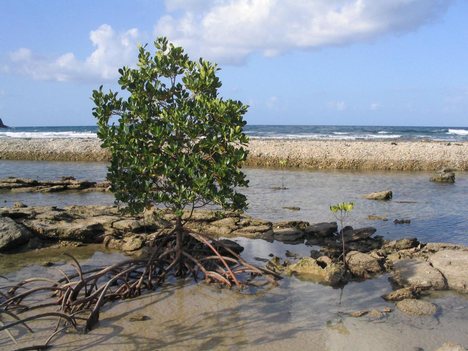 A red mangrove, Rhizophora mangle A wide variety of plant species can be found in mangrove habitat, but of the recognized 110 species, only about 54 species in 20 genera from 16 families constitute the 