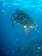 Green sea turtle on the Great Barrier Reef