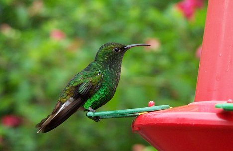 Costa Rica Colibrì Amasilla Saucerrottei.