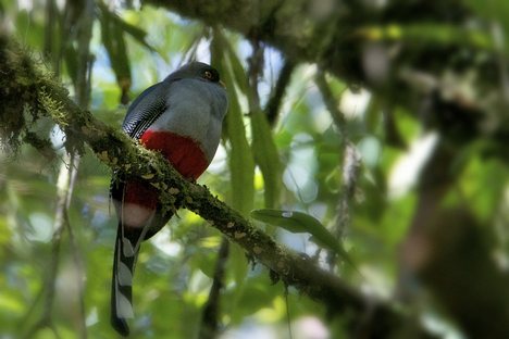 The Hispaniolan Trogon is one of two species restricted to the islands of the Caribbean