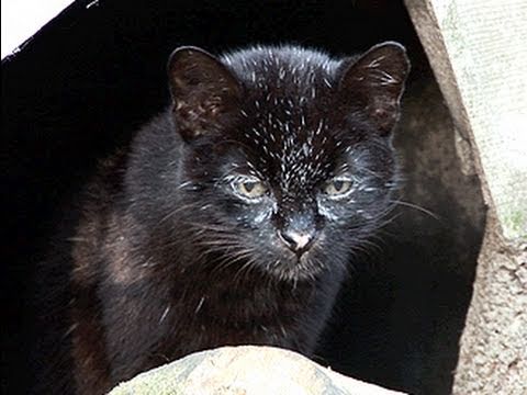 GEOFFROY CAT Species Spotlight