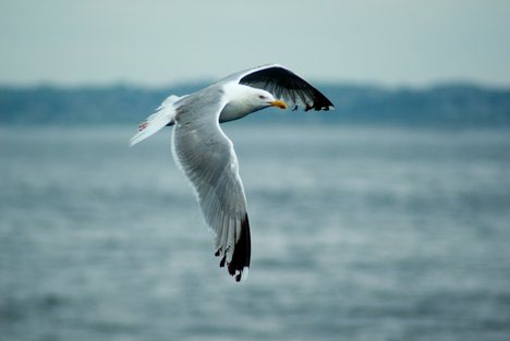 European Herring Gull