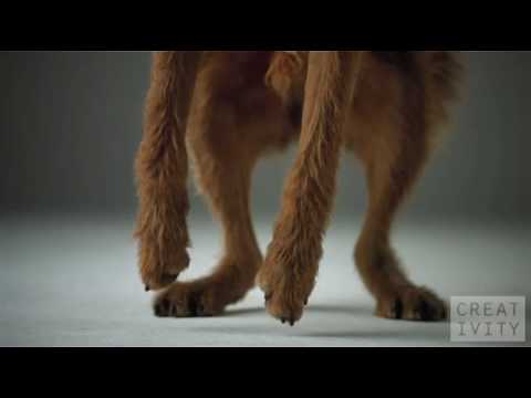 Pedigree Dogs ad shot 1000 FPS using the Phantom camera