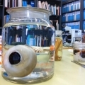 Giant Squid Eye