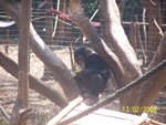 A young Chimpanzee eating mango, sits a make-shift tree trunk at a sanctuary in Sierra Leone.