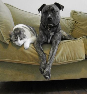 A cat and dog, the two most popular animals kept as pets.