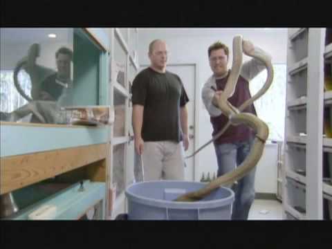 Presenter drops King Cobra