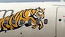 Tiger passengers stranded and confused (Video Thumbnail)