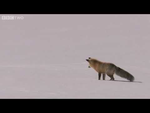 Amazing Fox Snow Dive - Yellowstone - BBC Two