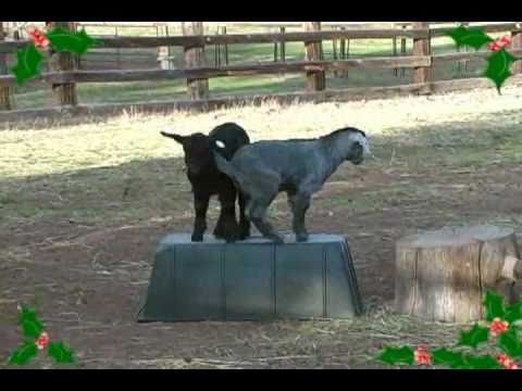 A GIGGLE with the GOATS Jingle Bells Holiday Performance