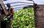 A Costa Rican banana worker selects rejected bananas on the Select Fruits of the Tropics banana plantation near Parrita, Costa Rica, some 100 miles southwest of the capital of San Jose, Wednesday, July 6, 2005.