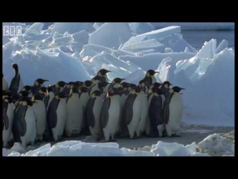 Emperor Penguins v Leopard Seal - Blue Planet - BBC Earth