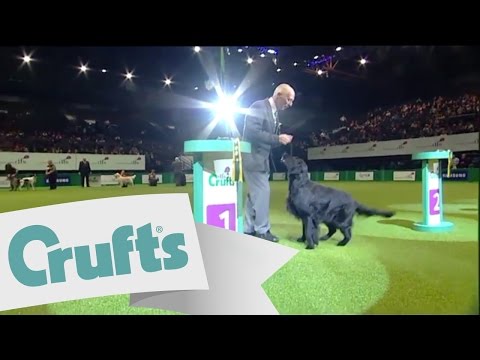 dfs Crufts 2011 - Gundog Best in Group