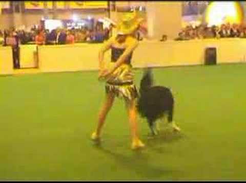 Crufts 03 Heelwork to Music