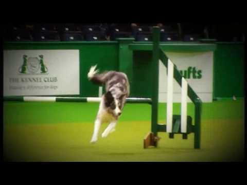 Agility to Music at Crufts 2009