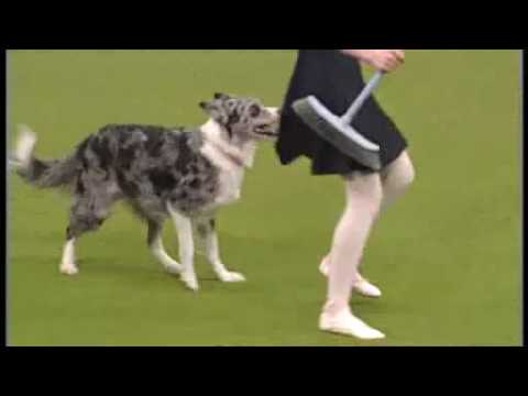 Tina Humphrey Crufts 2009 Freestyle - without the first few seconds :(